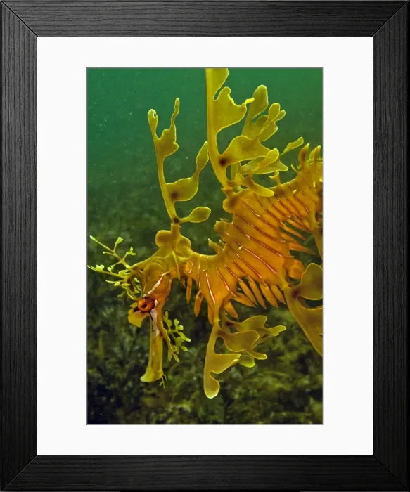 Framed Print : Leafy Sea Dragon - South Australia Framed Print : Leafy Sea Dragon - South Australia