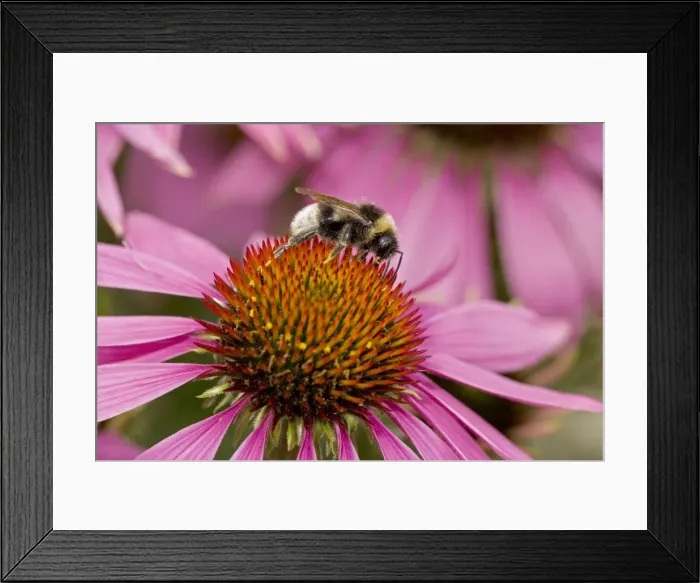 Framed Print : Bumble Bee - on Purple Coneflower (Echinacea purpurea) - Probably Bombus terrestris - England - UK - Gathering pollen and nectar from Purple Coneflower blossoms (Echinacea purpurea) Framed Print : Bumble Bee - on Purple Coneflower (Echinacea purpurea) - Probably Bombus terrestris - England - UK - Gathering pollen and nectar from Purple Coneflower blossoms (Echinacea purpurea)
