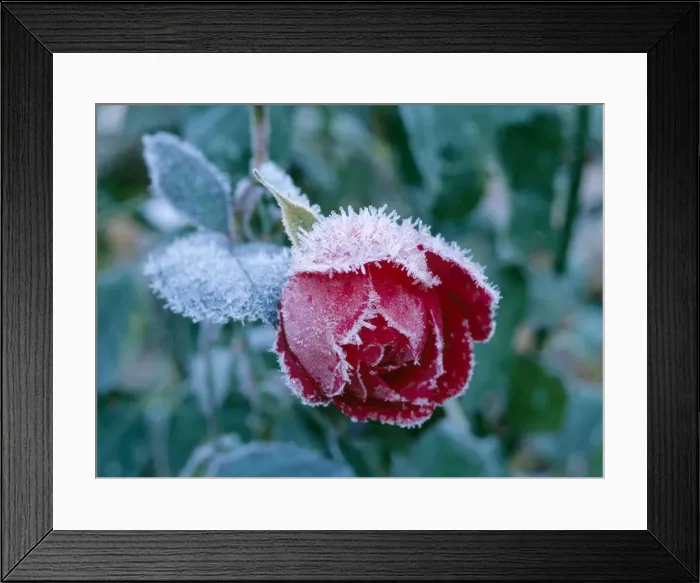 Framed Print : Frost AL 2407 On a Karl Philip Rose © Ake Lindau  /  ARDEA LONDON