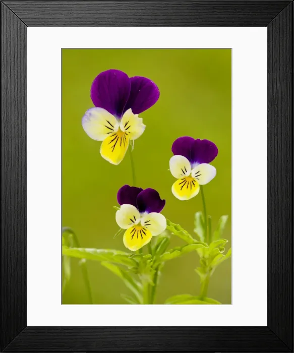 Framed Print : Wild Pansy or Heartsease (Viola tricolor). Common arable weed; also grown in gardens. Dorset Framed Print : Wild Pansy or Heartsease (Viola tricolor). Common arable weed; also grown in gardens. Dorset