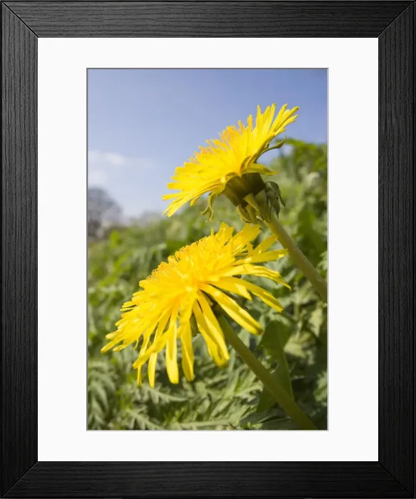 Framed Print : Dandelion Flowers on roaside verge Peak District Derbyshire UK Framed Print : Dandelion Flowers on roaside verge Peak District Derbyshire UK