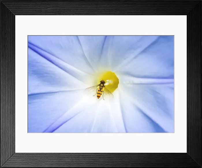 Framed Print : Hover Fly - feeding on Morning Glory flower - Norfolk England Framed Print : Hover Fly - feeding on Morning Glory flower - Norfolk England