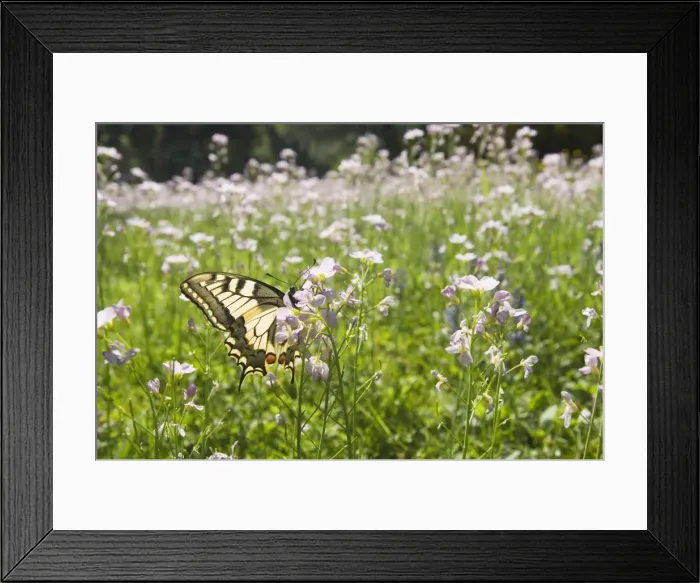 Framed Print : Swallowtail Butterfly - On lady's smock - The Netherlands - Overijssel Framed Print : Swallowtail Butterfly - On lady's smock - The Netherlands - Overijssel