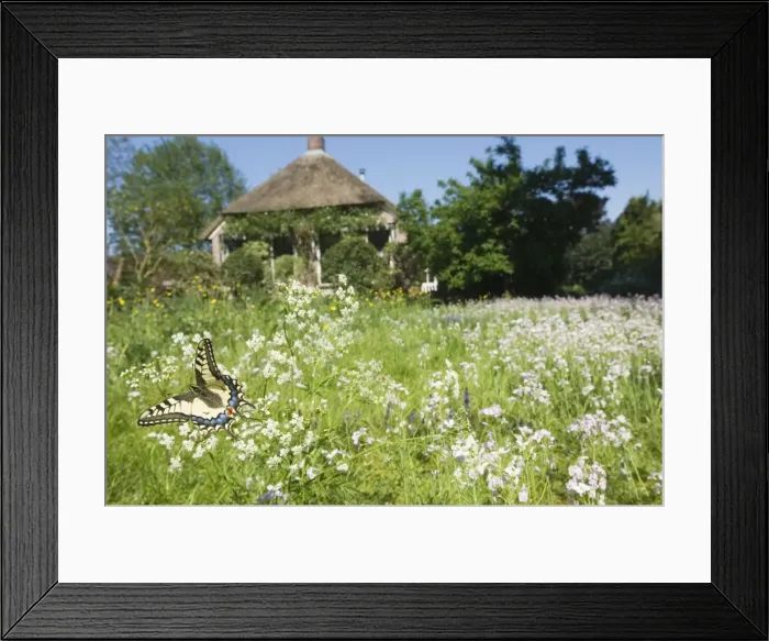 Framed Print : Swallowtail Butterfly - In field of flowers in front of a farmhouse - The Netherlands - Overijssel - Koekange Framed Print : Swallowtail Butterfly - In field of flowers in front of a farmhouse - The Netherlands - Overijssel - Koekange