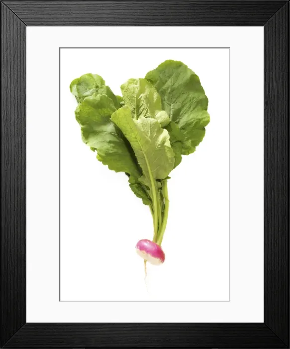Framed Print : Turnip - studio shot Framed Print : Turnip - studio shot