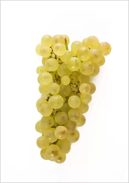 White Grapes - Chasselat