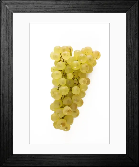 Framed Print : White Grapes - Chasselat Framed Print : White Grapes - Chasselat