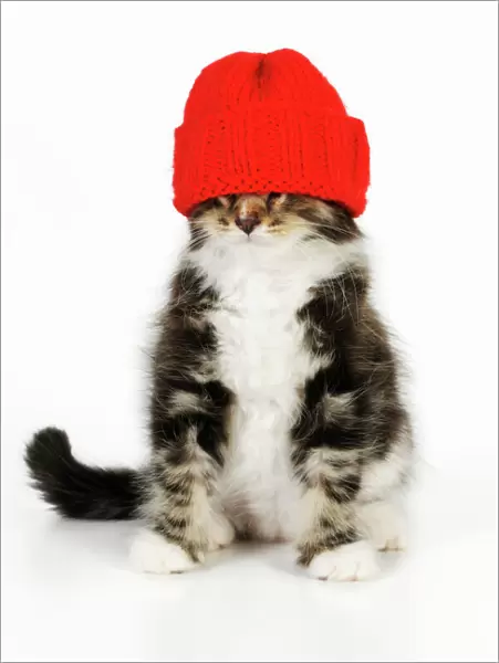 Cat - Kitten wearing red hat