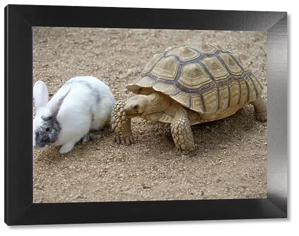 Dwarf Rabbit with Tortoise