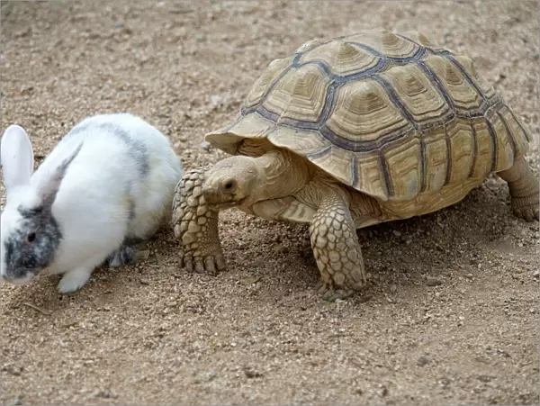 Dwarf Rabbit with Tortoise