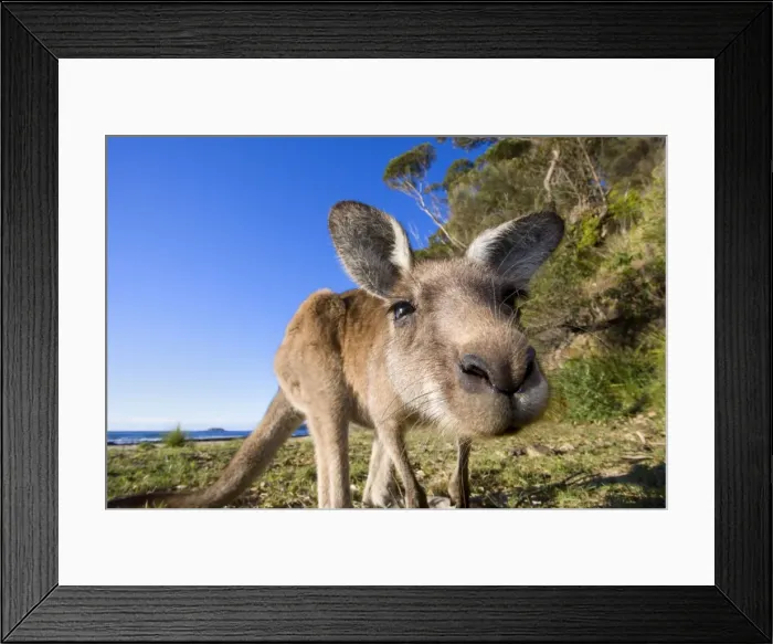 Framed Print : Eastern Grey Kangaroo - super wide angle shot of an adult standing on its hind legs on a sandy beach with the ocean in the background. The animal looks curiously into the camera - Murrammang National Park, New South Wales, Australia