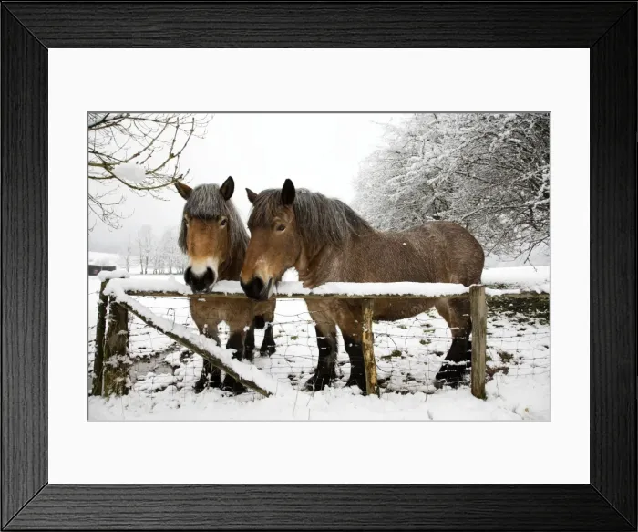 Framed Print : Belgian horses - in winter Framed Print : Belgian horses - in winter