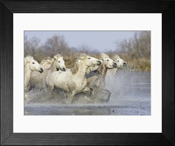 Framed Print : Camargue Horses - running through water - Saintes Maries de la Mer - Bouches du Rhone - France Framed Print : Camargue Horses - running through water - Saintes Maries de la Mer - Bouches du Rhone - France