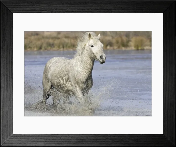 Framed Print : Camargue Horse - running through water - Saintes Maries de la Mer - Bouches du Rhone - France Framed Print : Camargue Horse - running through water - Saintes Maries de la Mer - Bouches du Rhone - France