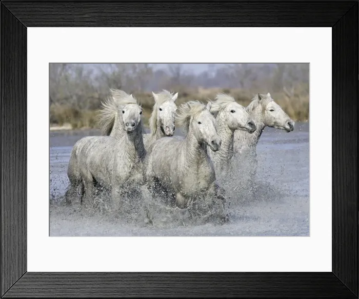 Framed Print : Camargue Horses - running through water - Saintes Maries de la Mer - Bouches du Rhone - France Framed Print : Camargue Horses - running through water - Saintes Maries de la Mer - Bouches du Rhone - France