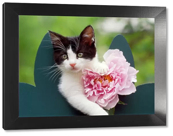 Cat - kitten with pink flower