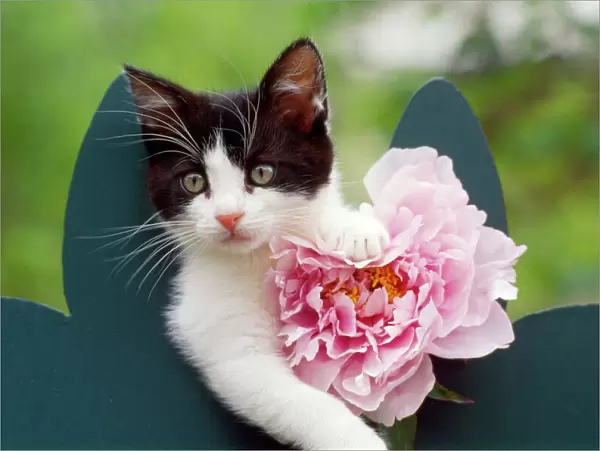 Cat - kitten with pink flower