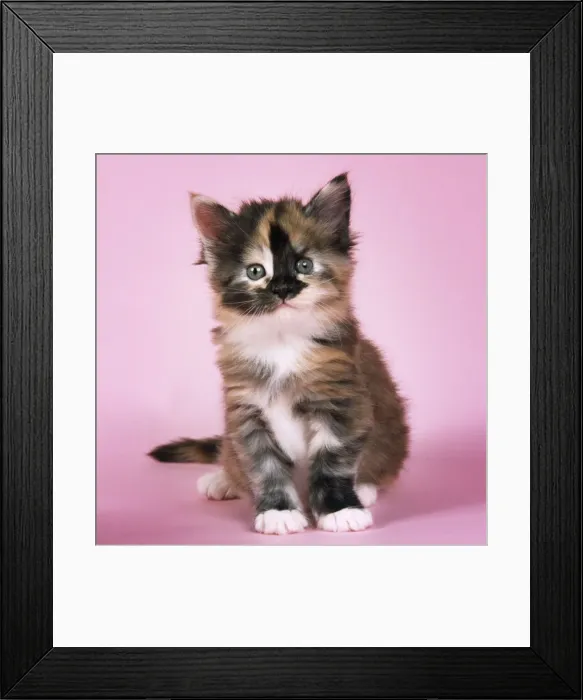 Framed Print : Tortoiseshell Maine Coon Cat - kitten Framed Print : Tortoiseshell Maine Coon Cat - kitten
