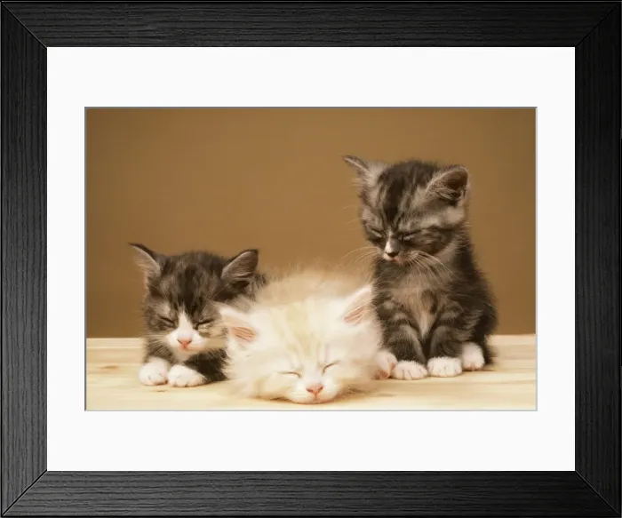 Framed Print : Kittens JD 1579 x 3 © John Daniels / ARDEA LONDON Framed Print : Kittens JD 1579 x 3 © John Daniels / ARDEA LONDON