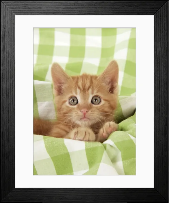 Framed Print : Kitten on green gingham Framed Print : Kitten on green gingham
