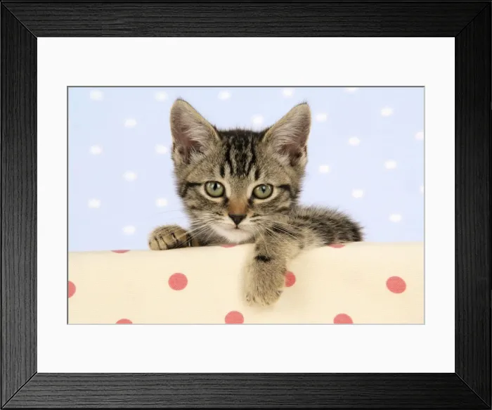 Framed Print : Cat - tabby kitten Framed Print : Cat - tabby kitten