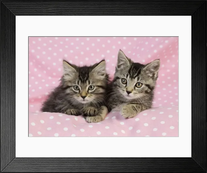 Framed Print : Cat. Kittens (7 weeks old) on pink background Framed Print : Cat. Kittens (7 weeks old) on pink background