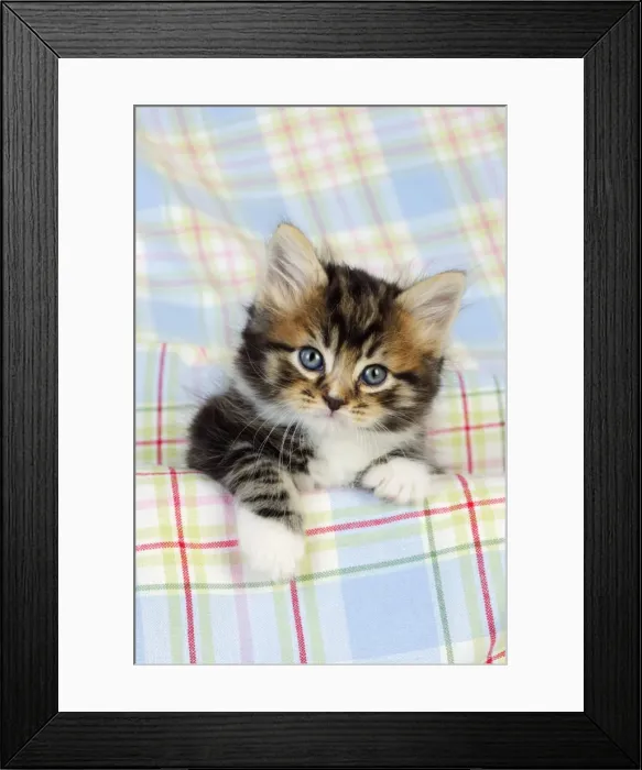 Framed Print : Cat. Kitten (7 weeks old) Framed Print : Cat. Kitten (7 weeks old)