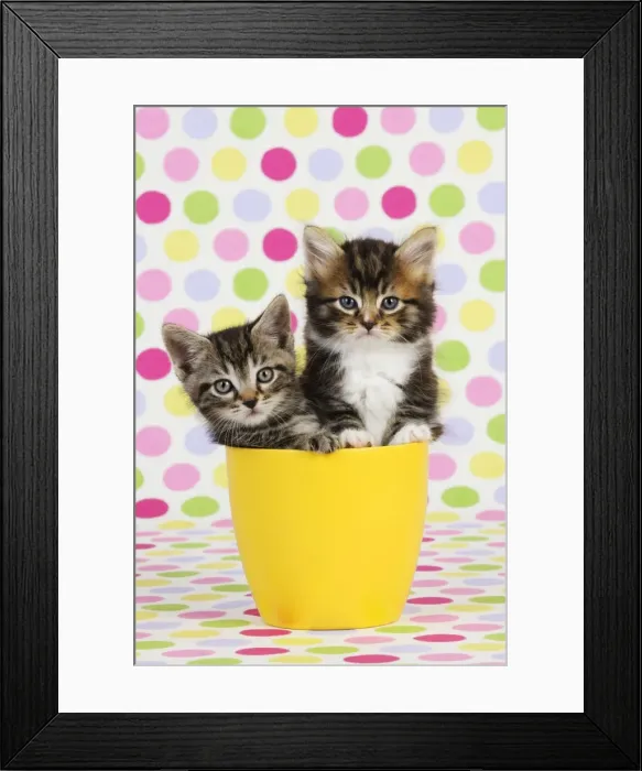 Framed Print : Cat. Kittens (7 weeks old) sitting in cup Framed Print : Cat. Kittens (7 weeks old) sitting in cup