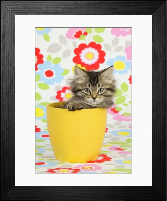Framed Print : Cat. Kitten (7 weeks old) in plant pot