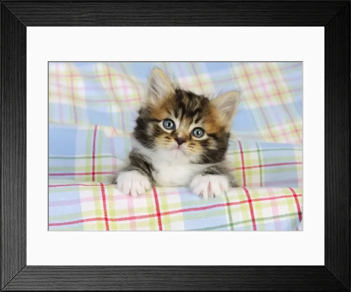 Framed Print : Cat. Kitten (7 weeks old) Framed Print : Cat. Kitten (7 weeks old)