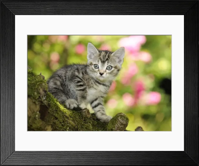 Framed Print : Cat. Kitten (7 weeks old) in tree Framed Print : Cat. Kitten (7 weeks old) in tree