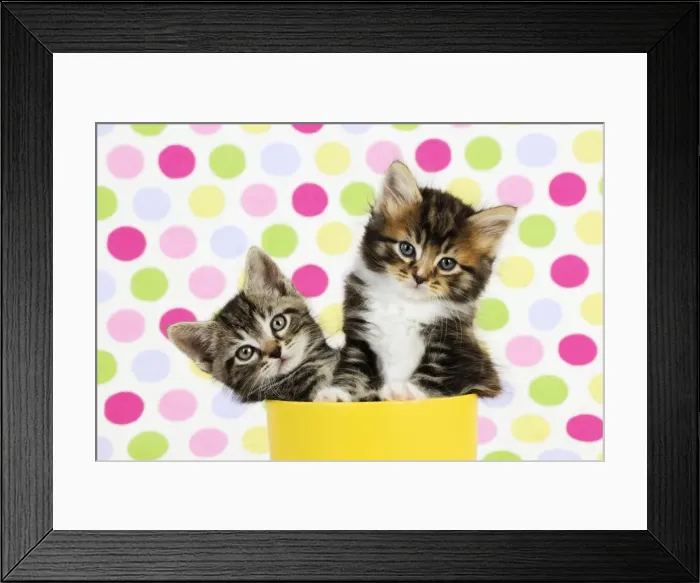 Framed Print : Cat. Kittens (7 weeks old) Framed Print : Cat. Kittens (7 weeks old)