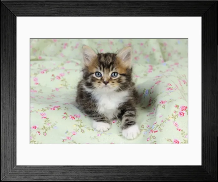 Framed Print : Cat. Kitten (7 weeks old) Framed Print : Cat. Kitten (7 weeks old)