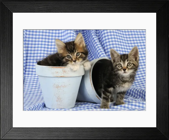 Framed Print : Cat. Kittens in plant pots Framed Print : Cat. Kittens in plant pots