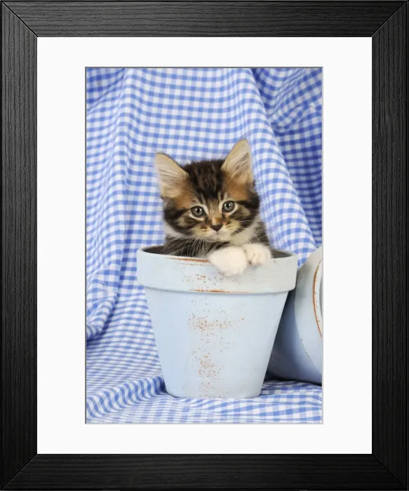 Framed Print : Cat. Kitten in plant pots Framed Print : Cat. Kitten in plant pots