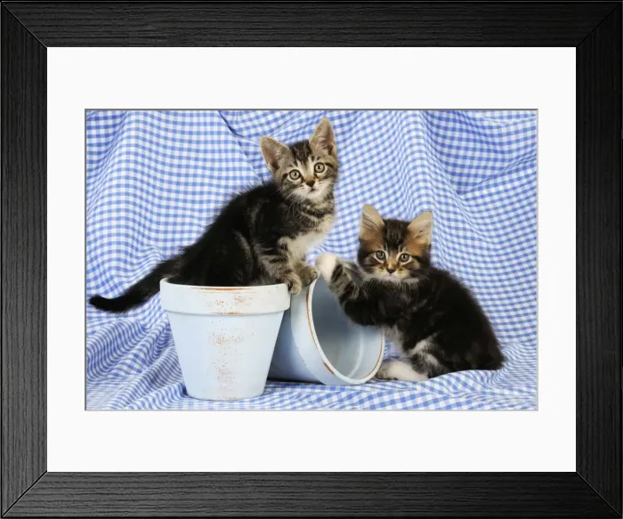 Framed Print : Cat. Kittens in plant pots Framed Print : Cat. Kittens in plant pots