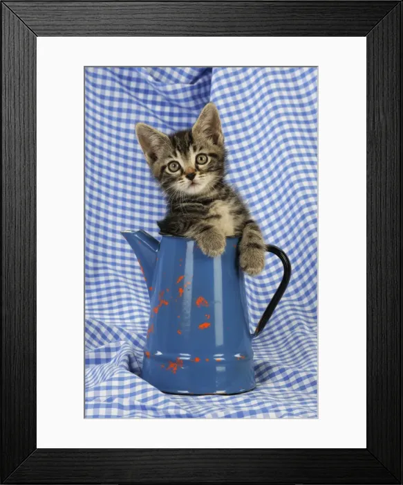 Framed Print : Cat. Kitten in jug Framed Print : Cat. Kitten in jug