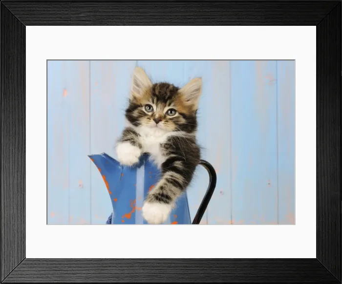 Framed Print : Cat - Kitten in blue jug Framed Print : Cat - Kitten in blue jug