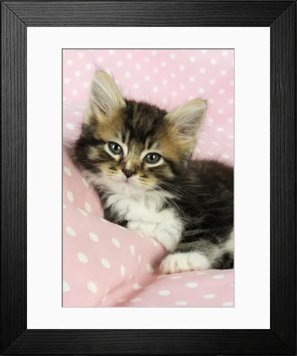 Framed Print : Cat - Kitten on pink background Framed Print : Cat - Kitten on pink background