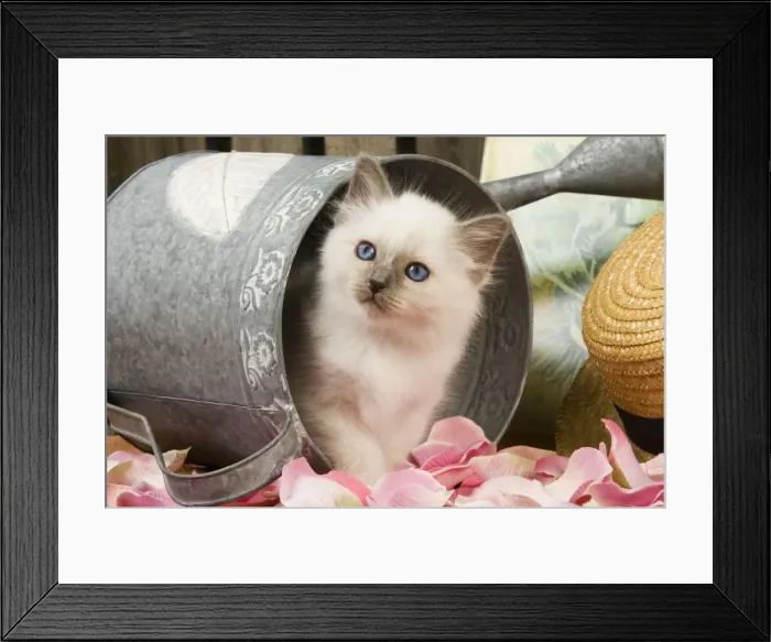 Framed Print : Cat - British Shorthair in watering can Framed Print : Cat - British Shorthair in watering can