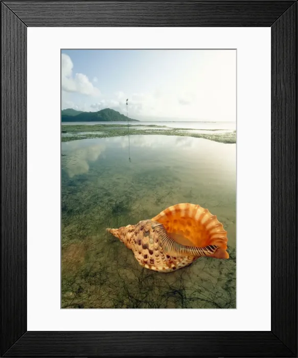 Framed Print : Giant Triton Shell JPF 8848 Matagi Island, Fiji Charonia tritonis © Jean-Paul Ferrero / ARDEA LONDON Framed Print : Giant Triton Shell JPF 8848 Matagi Island, Fiji Charonia tritonis © Jean-Paul Ferrero / ARDEA LONDON