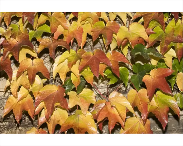 Leaves showing range of autumn colours, Cotswolds, UK