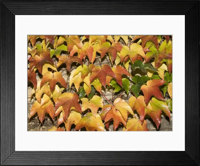 Framed Print : Leaves showing range of autumn colours, Cotswolds, UK Framed Print : Leaves showing range of autumn colours, Cotswolds, UK