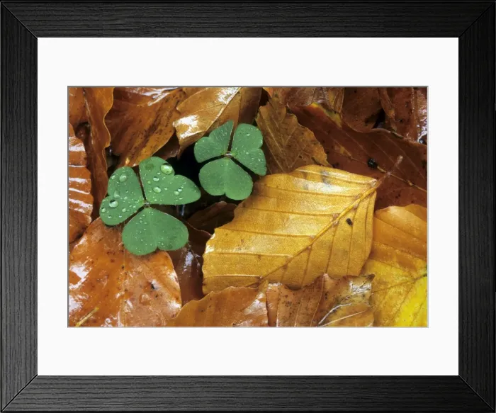 Framed Print : Clover in autumn leaf's Framed Print : Clover in autumn leaf's