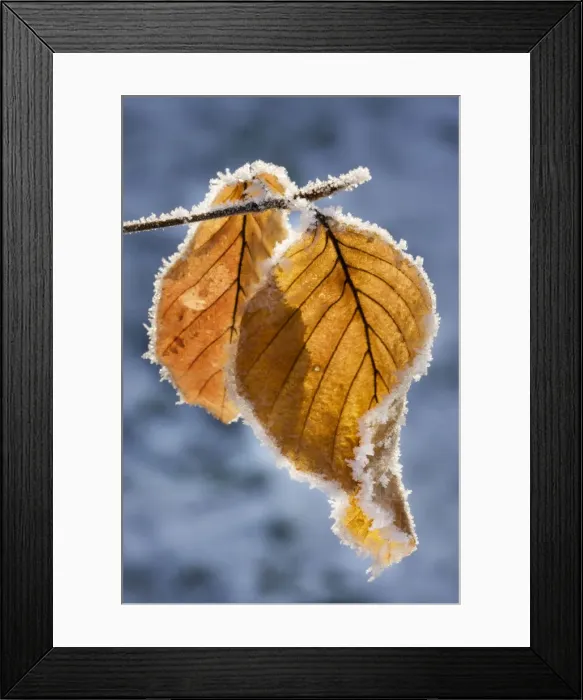Framed Print : Common Beech - leaf covered in frost