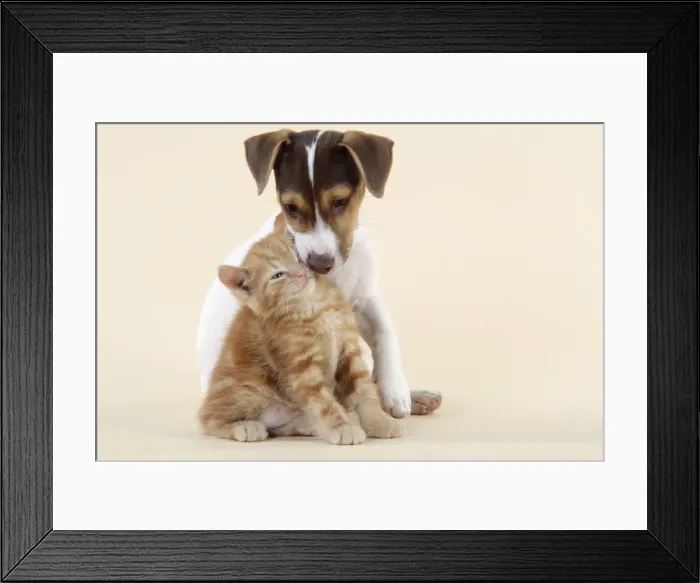 Framed Print : Kitten & Jack Russell puppy Framed Print : Kitten & Jack Russell puppy