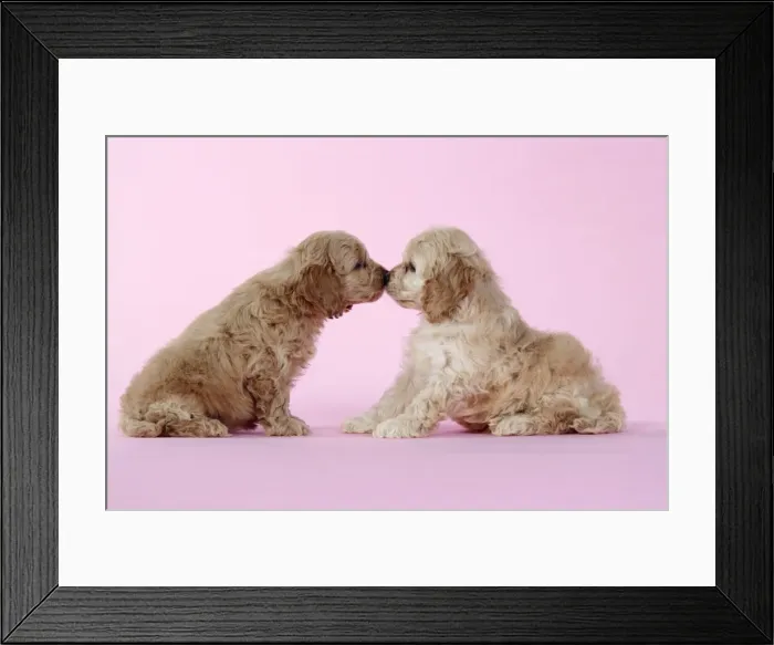 Framed Print : Dog. Cockerpoo puppies (7 weeks old) touching noses Framed Print : Dog. Cockerpoo puppies (7 weeks old) touching noses