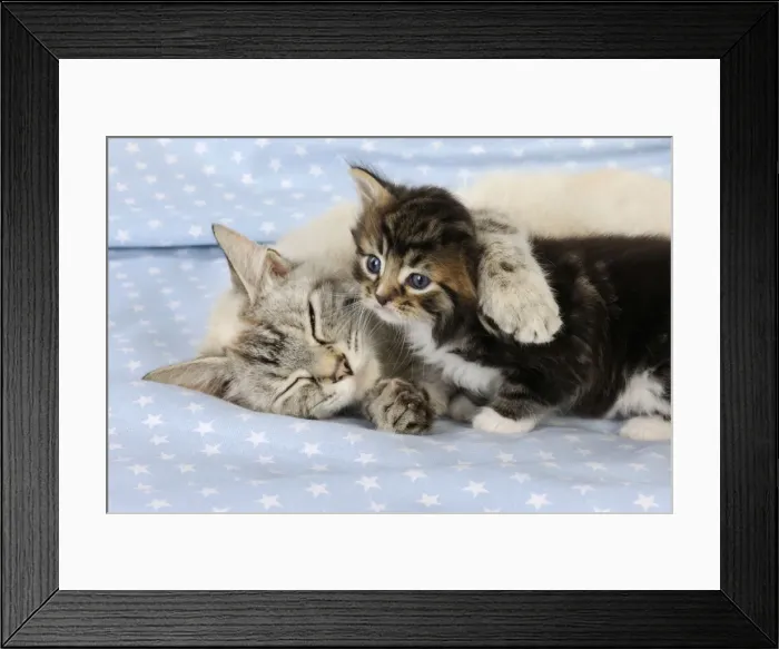 Framed Print : Cat. Tabby Kitten (6 weeks old) with cat on star background