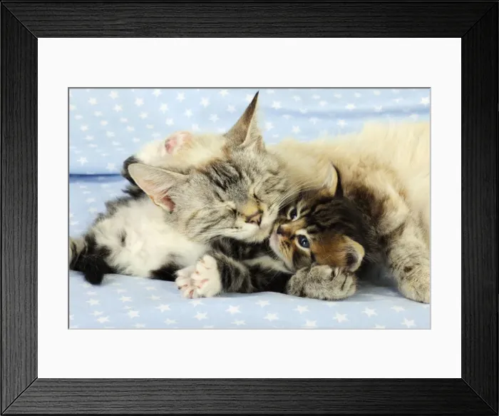 Framed Print : Cat. Tabby Kitten (6 weeks old) laying on mother cat on star background Framed Print : Cat. Tabby Kitten (6 weeks old) laying on mother cat on star background