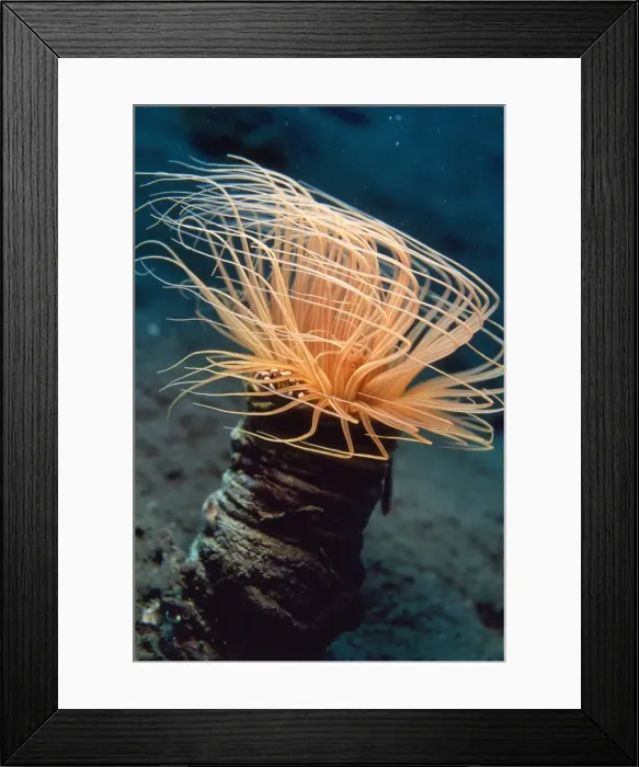 Framed Print : Tube Anemone - with commensal porcelain crab & silhouetted commensal shrimp. Bali Indonesia Framed Print : Tube Anemone - with commensal porcelain crab & silhouetted commensal shrimp. Bali Indonesia